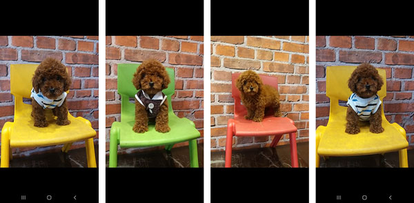 Jual Poodle Puppy