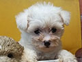 Jual Bichon Frise Puppy