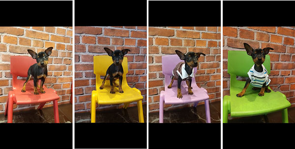 Jual Miniature Pinscher Puppy