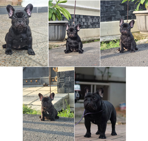 Puppy French Bulldog