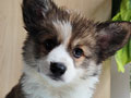 For Sale 5 Corgi Puppy Super Cute