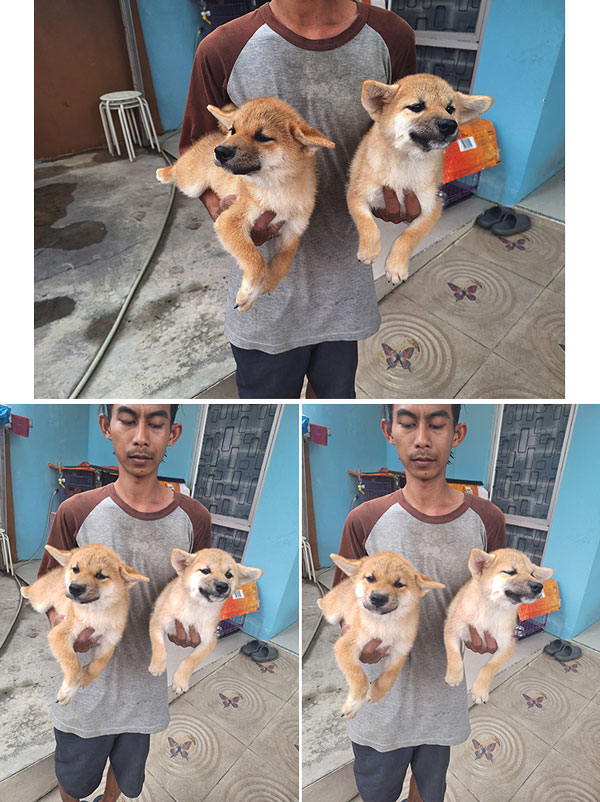 Dijual Anakan Shiba Inu