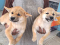 Dijual Anakan Shiba Inu