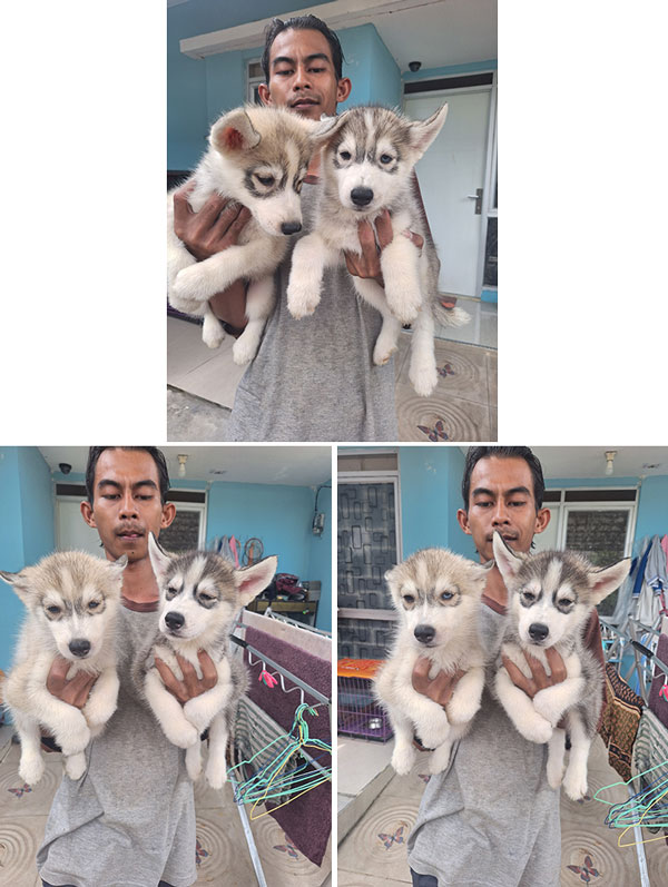 Dijual Anakan Siberian Husky DOB 11 september 2025