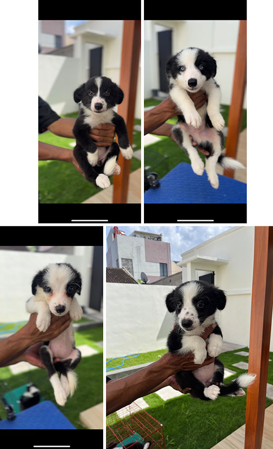 Dijual Anak Border Collie