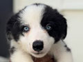 Dijual Anak Border Collie