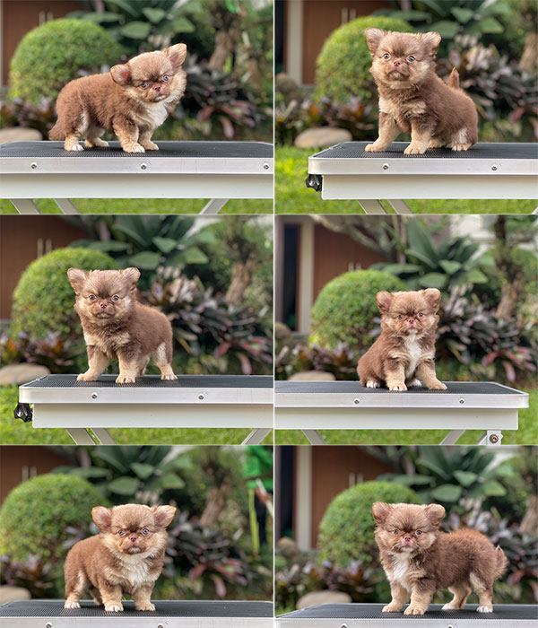 For Sale Puppy Female Mini Chihuahua