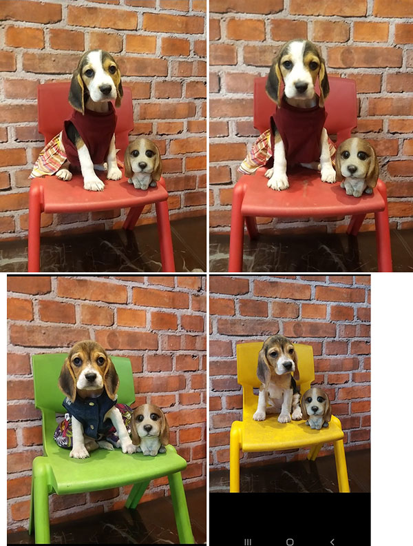 Jual Beagle Puppy