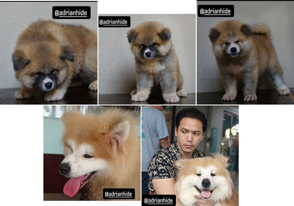 Jual 4 Ekor Akita Panda