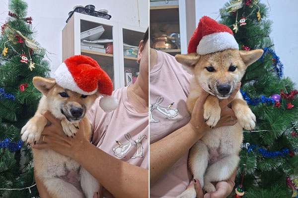 Dijual Anakan Shiba Inu Betina