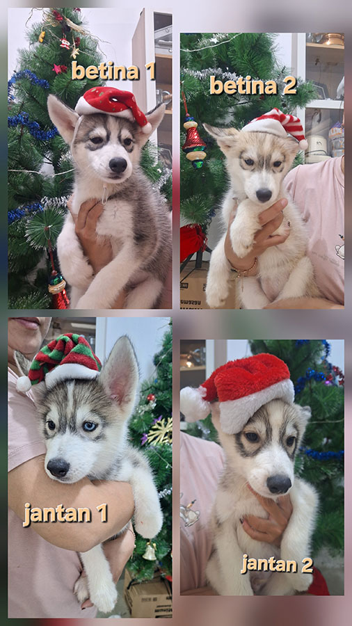 Dijual 4 Ekor Anakan Siberian Husky