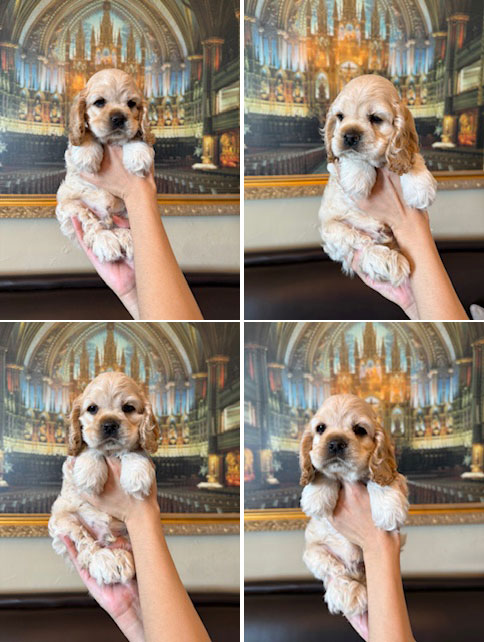 Dijual American Cocker Spaniel Good Quality