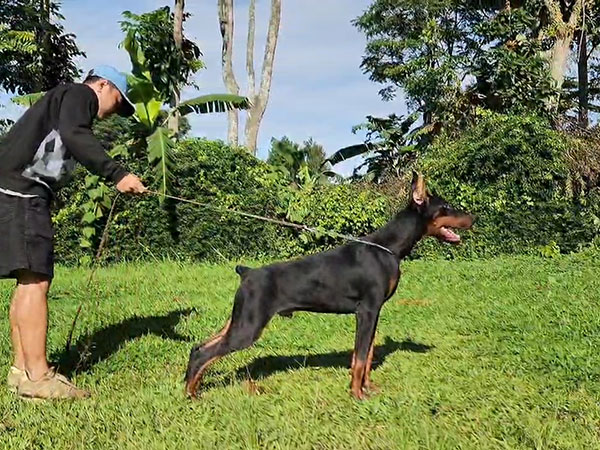 Special Show Quality Dobermann Puppy