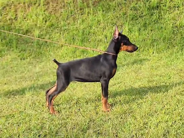 Special Show Quality Dobermann Puppy
