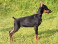 Special Show Quality Dobermann Puppy