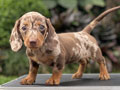 For Sale Puppy Mini Female Dapple Dachshund