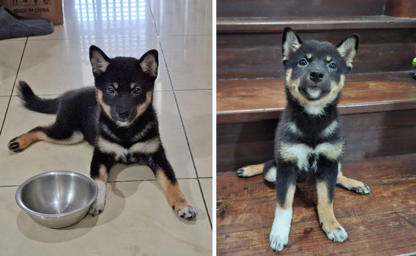 Dijual Anakan Shiba Inu Black & Tan