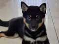 Dijual Anakan Shiba Inu Black & Tan