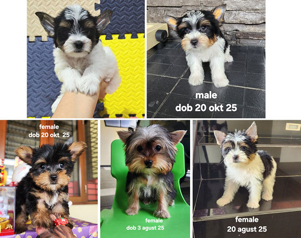 Dijual Anakan Yorkie Party Colour & Original