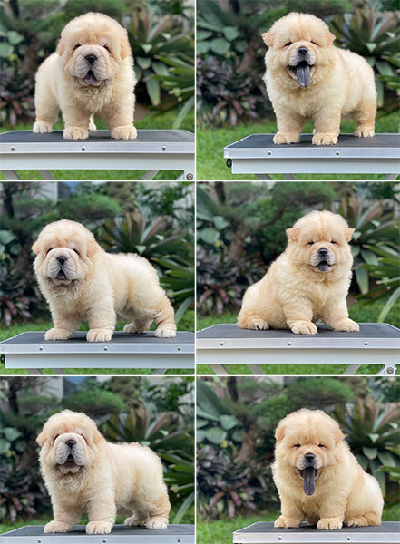 For Sale Puppy Male Female Chow Chow