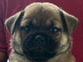 Jual Anjing Mix Pug Shiba
