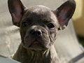 Anakan French Bulldog Betina - Exotic Blue Kualitas Super