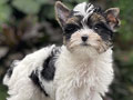 For Sale Puppy Mini Male Biewer Yorkshire Terrier