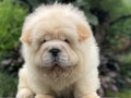 For Sale Puppy Female Chow Chow