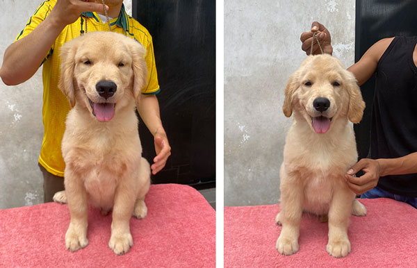 Jual Puppy Golden Retriever Good Quality