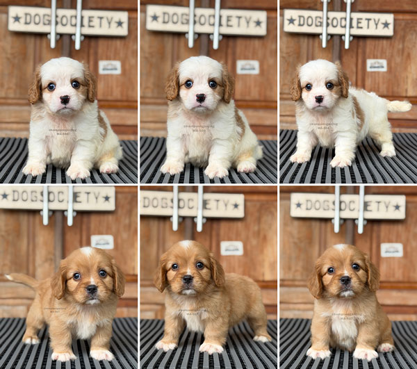 Cavapoo : Cavalier King Charles Spaniel mix Poodle