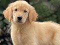 For Sale Puppy Female Golden Retriever