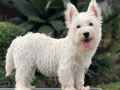 For Sale Puppy Female West Highland Terrier