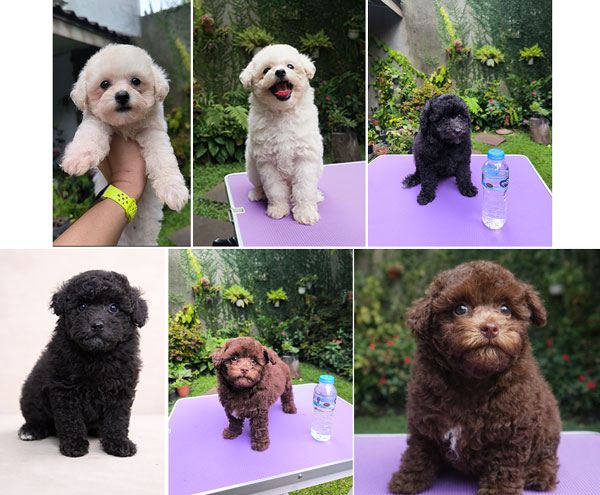 Jual Toy Poodle