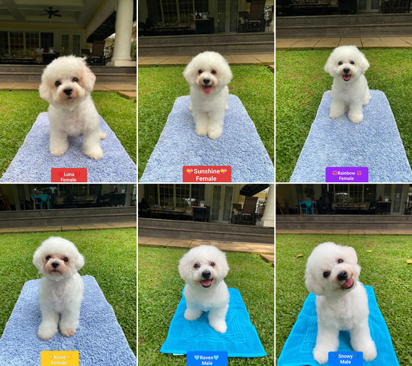 Bichon Frise Puppies