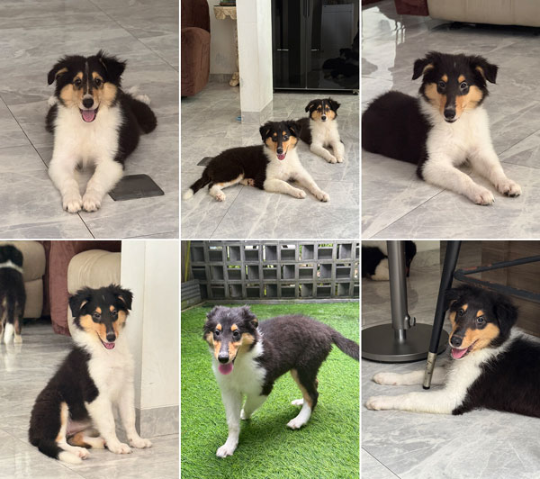 Dijual Anjing Langka & Pure Blood