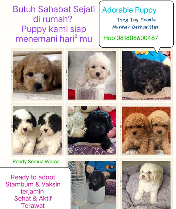 Adorable Puppy Tiny Toy Poodles Murah Berkualitas