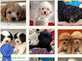 Adorable Puppy Tiny Toy Poodles Murah Berkualitas