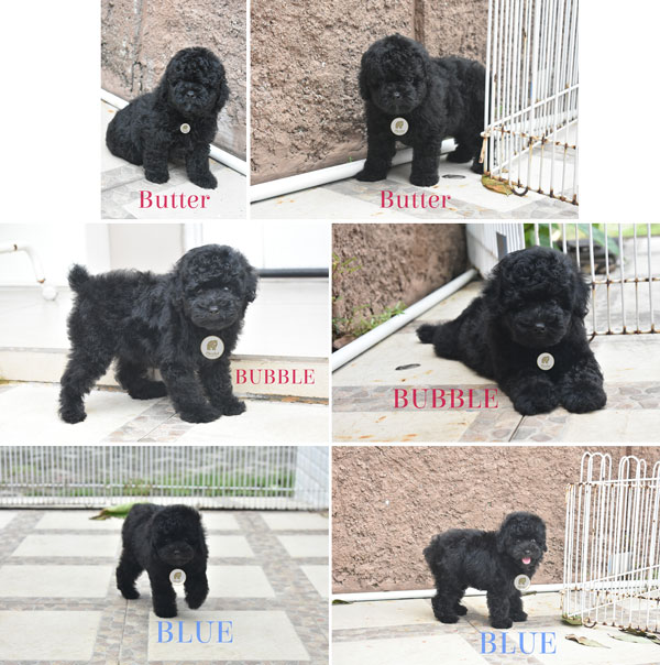 Dijual Anakan Toy Poodle Imut