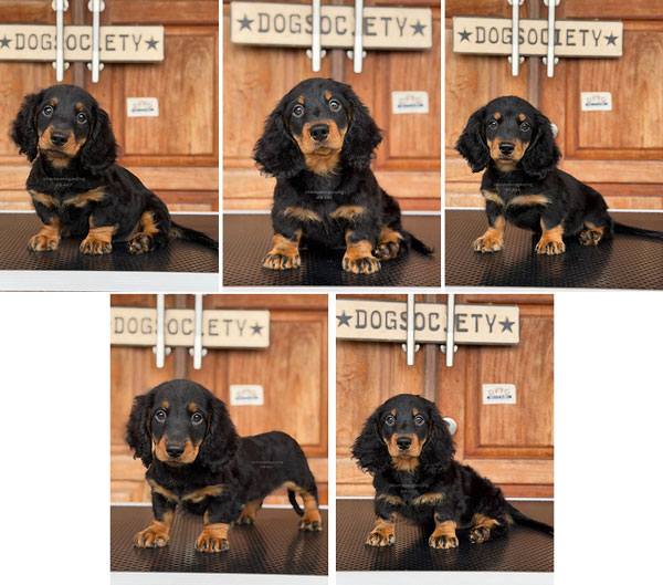 Jual Miniature Dachshund Long Hair