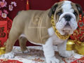 Premium Quality English Bulldog Puppy