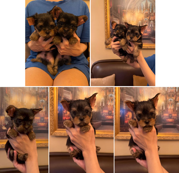 Dijual Anakan Yorshire Terrier