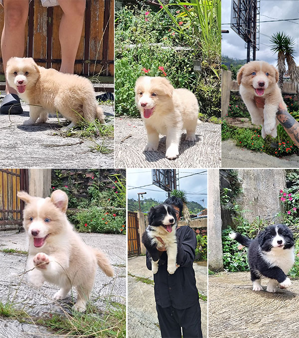 Male Border Collie Puppies