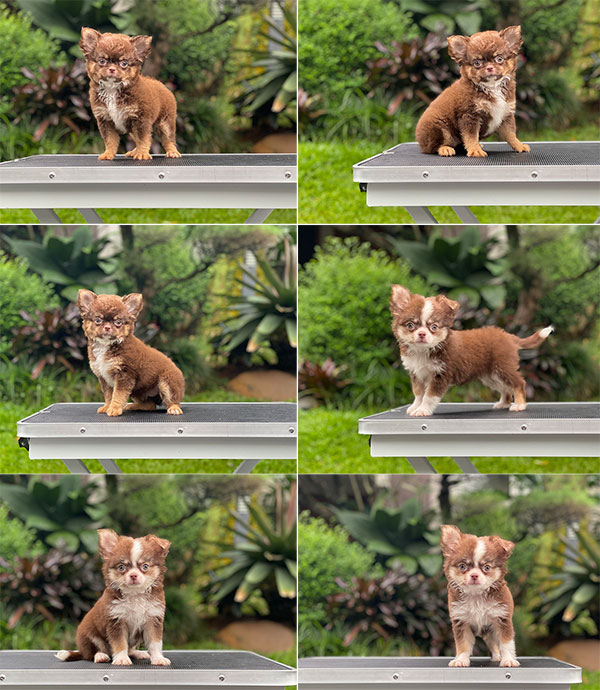 For Sale Puppy Female Mini Chihuahua