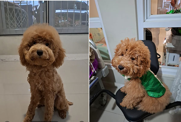 Jual Male Dark Apricot Toy Poodle 