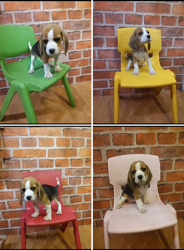 Jual Beagle Puppy