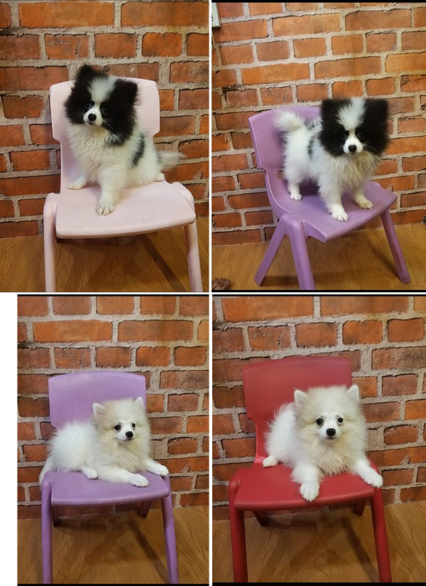 Jual Mini Pomeranian