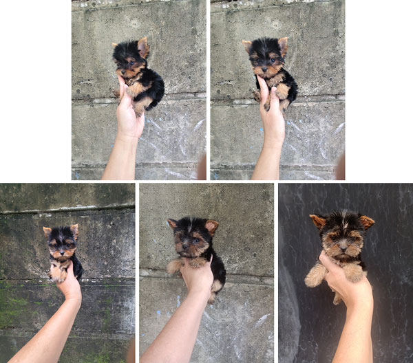 Jual Yorkie Micro Tea Cup