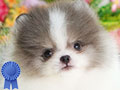 For Sale 3 Baby Mini Pom Blue Merle
