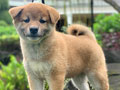 Jual Shiba Inu Male & Female