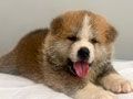 Japanese Akita Puppies
